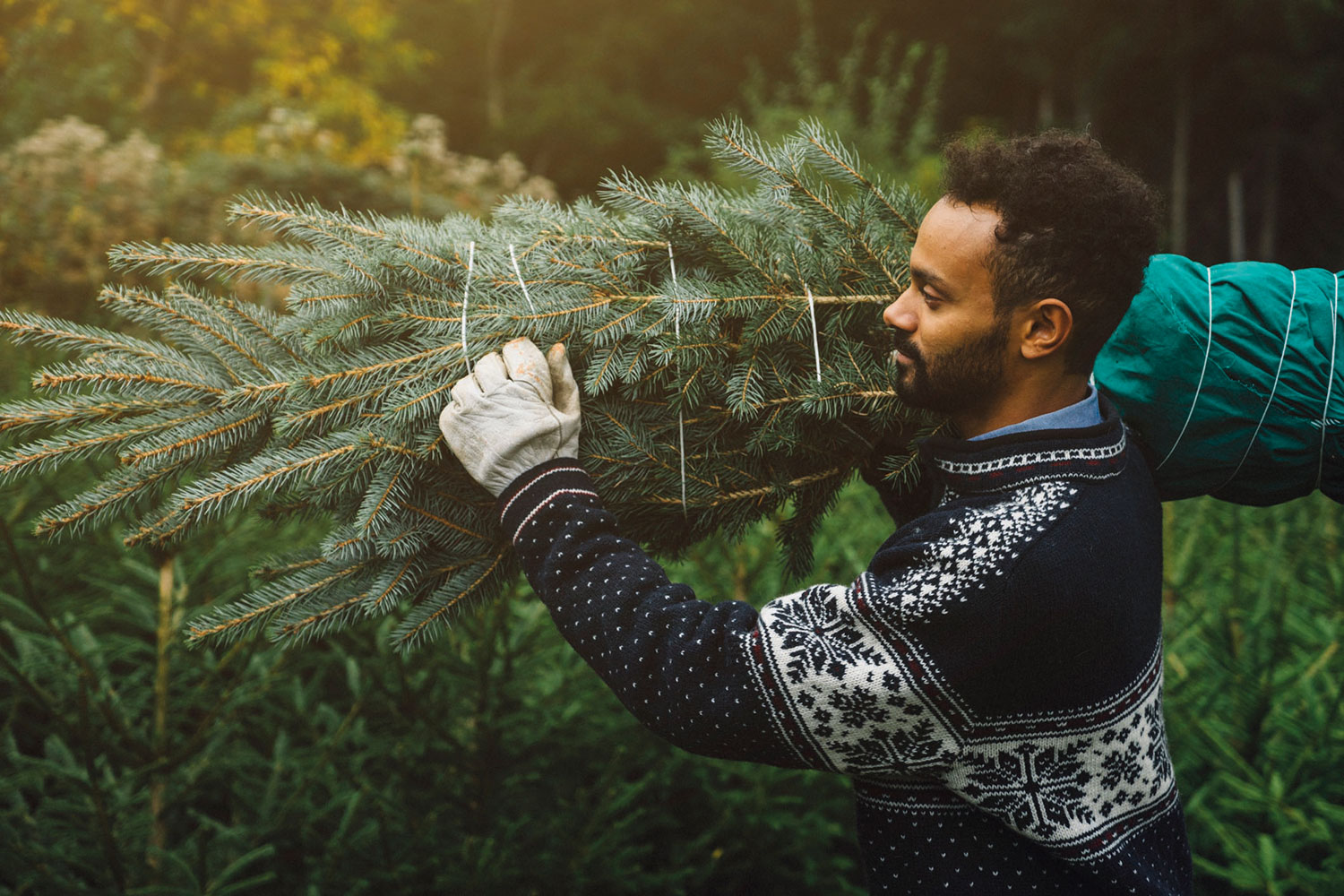 Tours : le mode d'emploi pour se débarrasser de son sapin de Noël