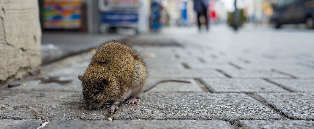 Les pièges à rats - Docteur Nuisibles